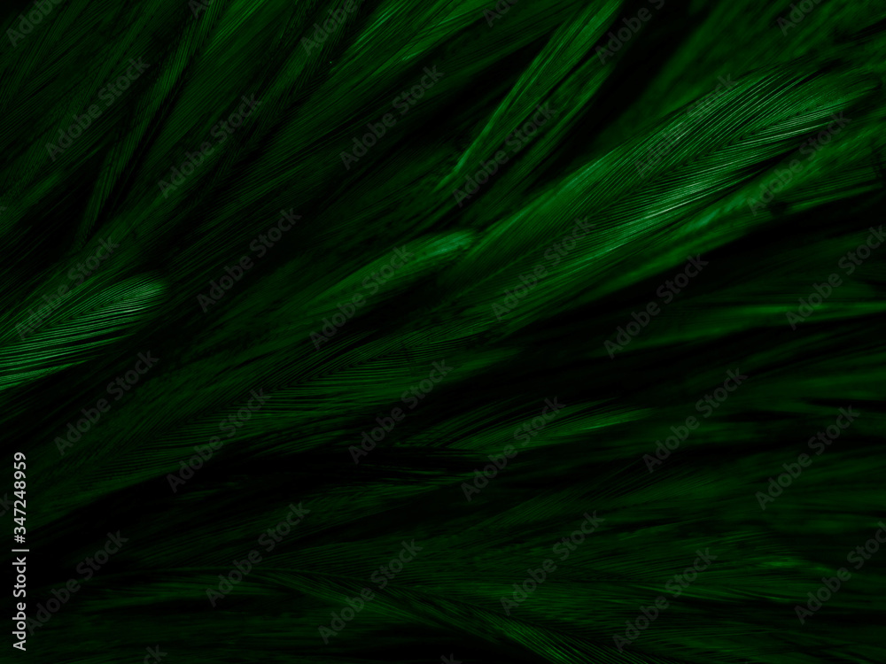 Beautiful abstract white and green feathers on white background and soft white feather texture on white pattern and green background, feather background , green banners Beautiful abstract white and green feathers on white background and soft white feather texture on white pattern and green background, feather background , green banners
