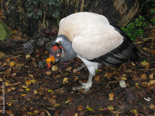 Titel: The king vulture (Sarcoramphus papa) is a large bird found in Central and South America. It is a member of the New World vulture family Cathartidae. photo