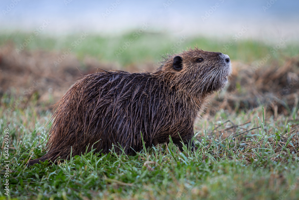 Wild nutria in Hula Lake nature reserve, Israel Wild nutria in Hula Lake nature reserve, Israel