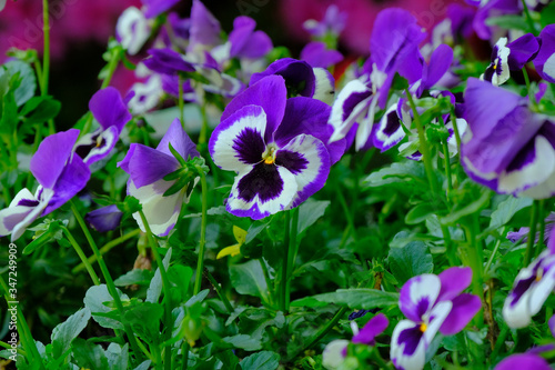 Vaso ricolmo di viole del pensiero.