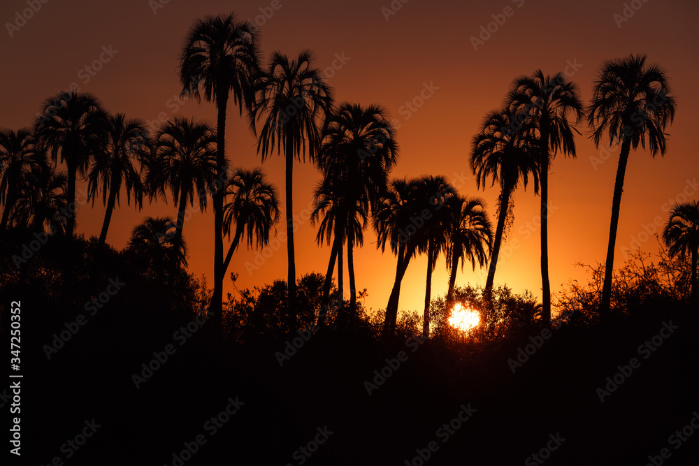 Beautiful sunset with the silhouettes of a group of palm trees Beautiful sunset with the silhouettes of a group of palm trees