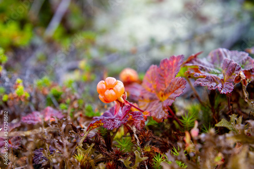 cloudberry in hardangervidden national park ready for harvest photo