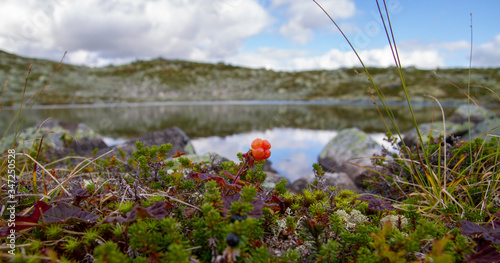 cloudberry in hardangervidden national park ready for harvest