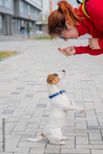 Clever obedient puppy Jack Russell Terrier executes owner's commands on the street. A faithful thoroughbred dog looks into the eyes of a European woman.
