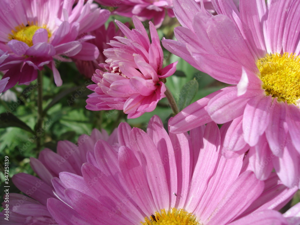 pink flowers close-up, on a flowerbed in the garden
pink flowers close-up, on a flowerbed in the garden