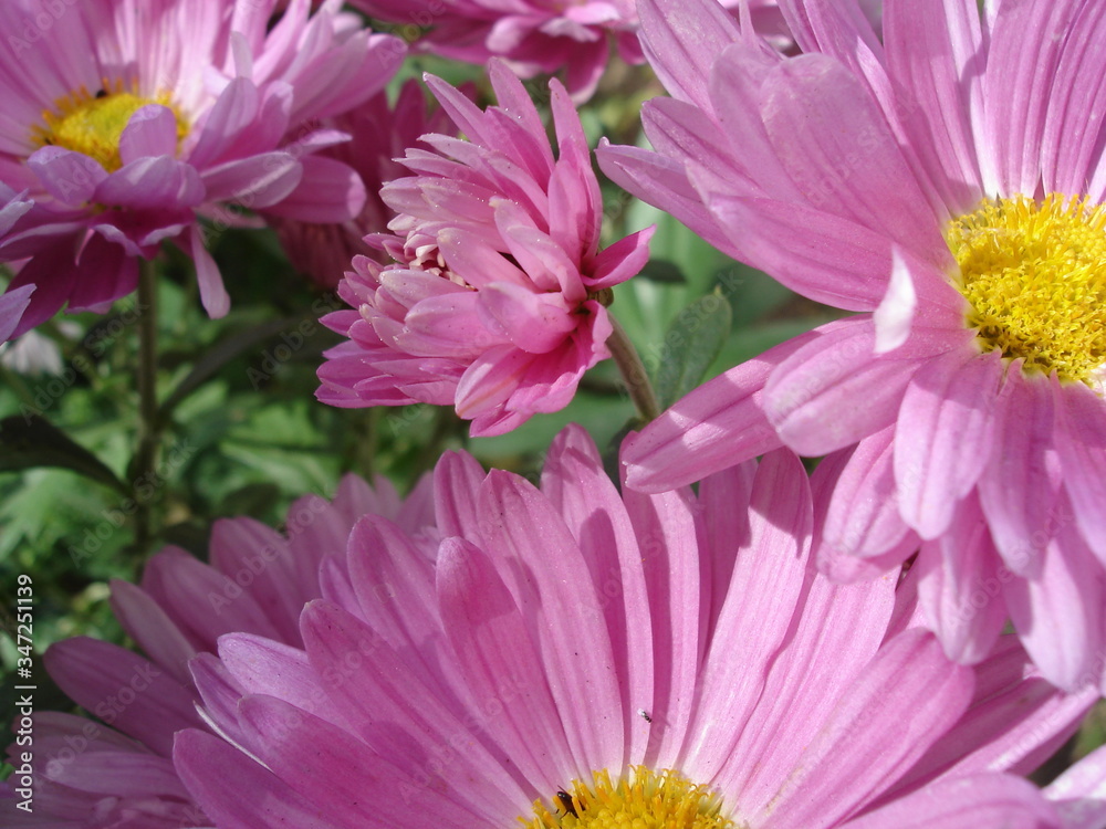 pink flowers close-up, on a flowerbed in the garden
