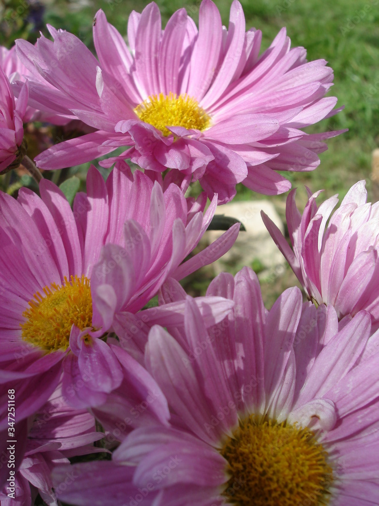 pink flowers with yellow centers close-up on a blurred background pink flowers with yellow centers close-up on a blurred background