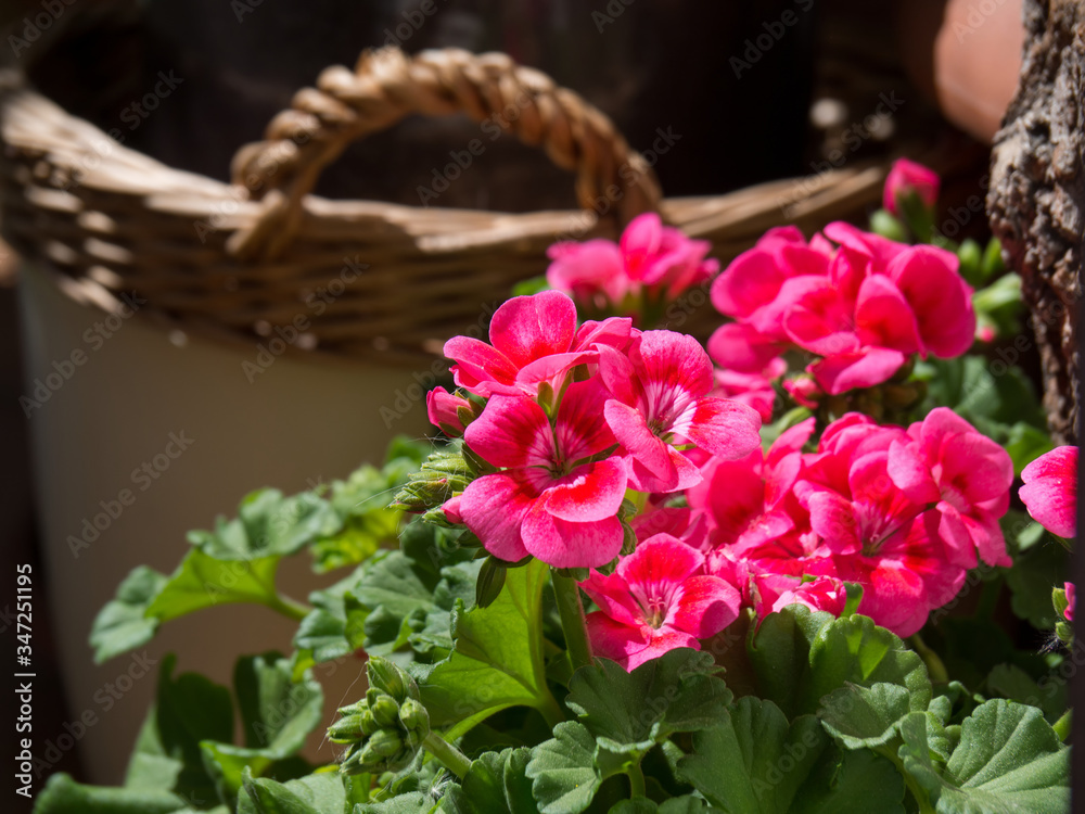 Fototapeta premium Geranium popular garden plant, grown as houseplants and bedding plants in temperate regions.