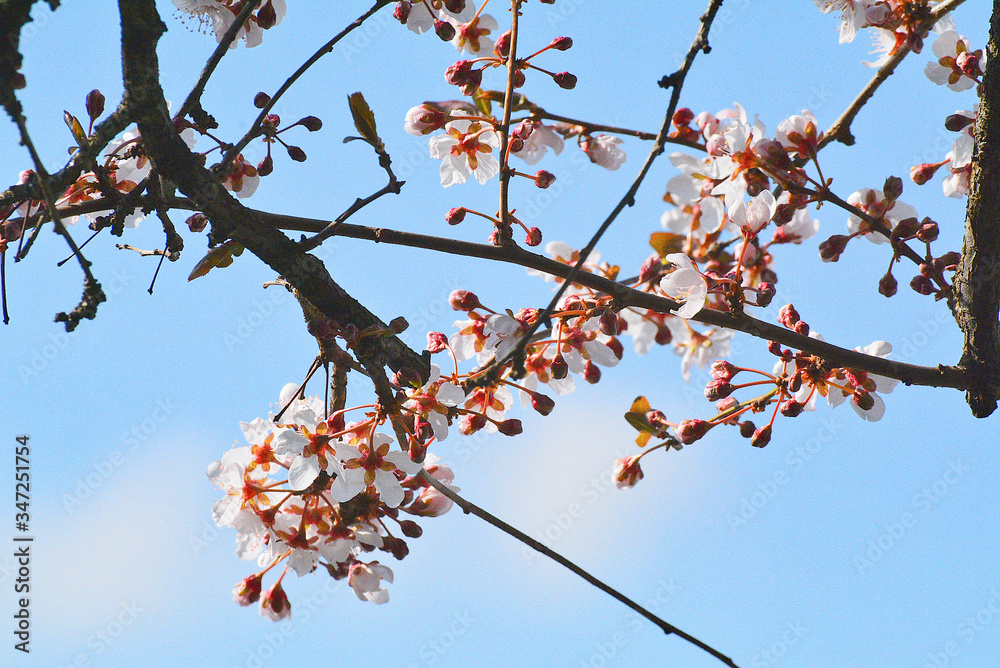Albero di prugno fiorito in una giornata di primavera. Albero di prugno fiorito in una giornata di primavera.