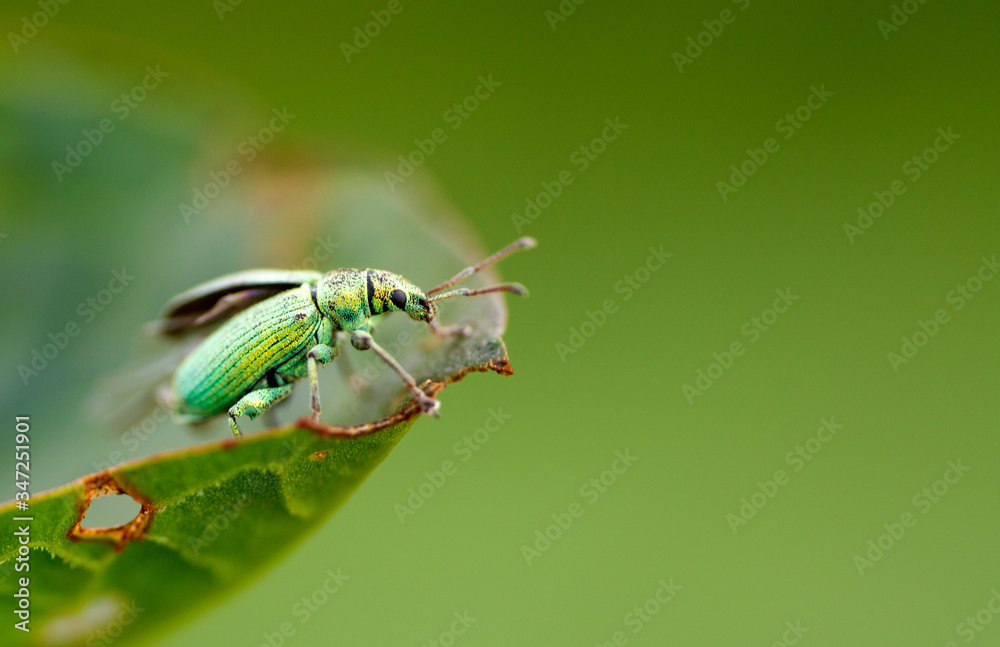 green bug on a leaf green bug on a leaf