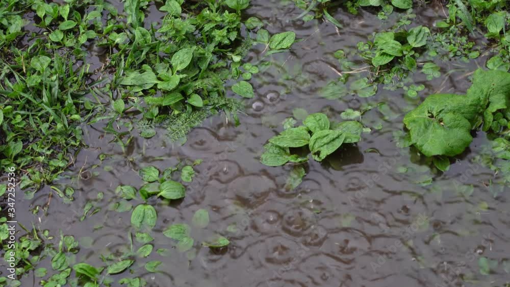 Spring heavy rain, raindrops bubbling fall to the ground covered with grass forming puddles Spring heavy rain, raindrops bubbling fall to the ground covered with grass forming puddles