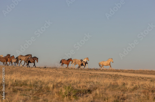 Herd of Wild Horses Running in the Utah Desert in Spring © natureguy