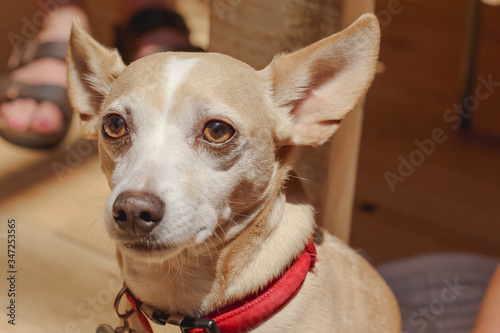 Close up of a Chihuahua wearing a red collar. © karlamarie