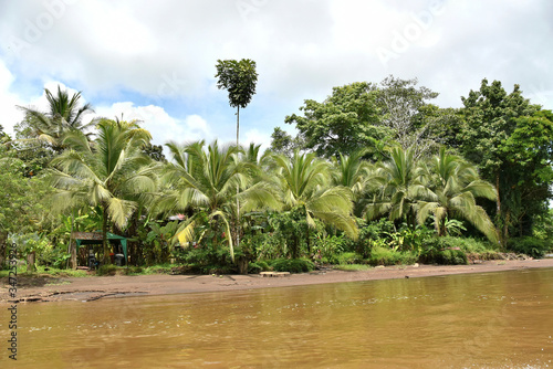 typical rainforest riparian vegetation