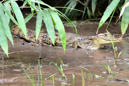 caiman coming out of the middle of the riparian vegetation
