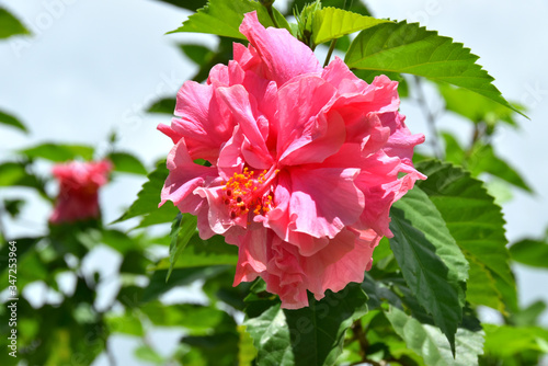 close-up of a pink hibiscus flower