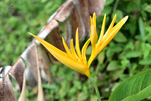 close-up of yellow heliconia flower