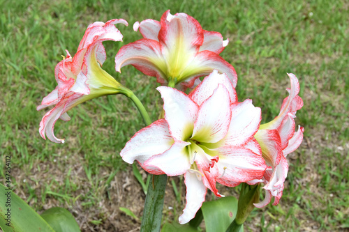 four white amaryllis flowers