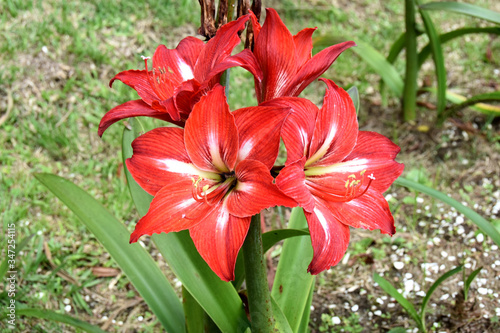 four red amaryllis flowers