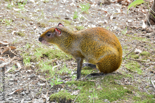 agouti mammal resting sitting on its paws