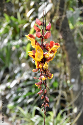 yellow and brown flower of the climbing plant thunbergia mysorensis