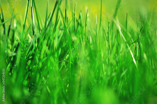 Beautiful green grass after mowing, lawn background. Green grass out of focus with a blurred background. 
