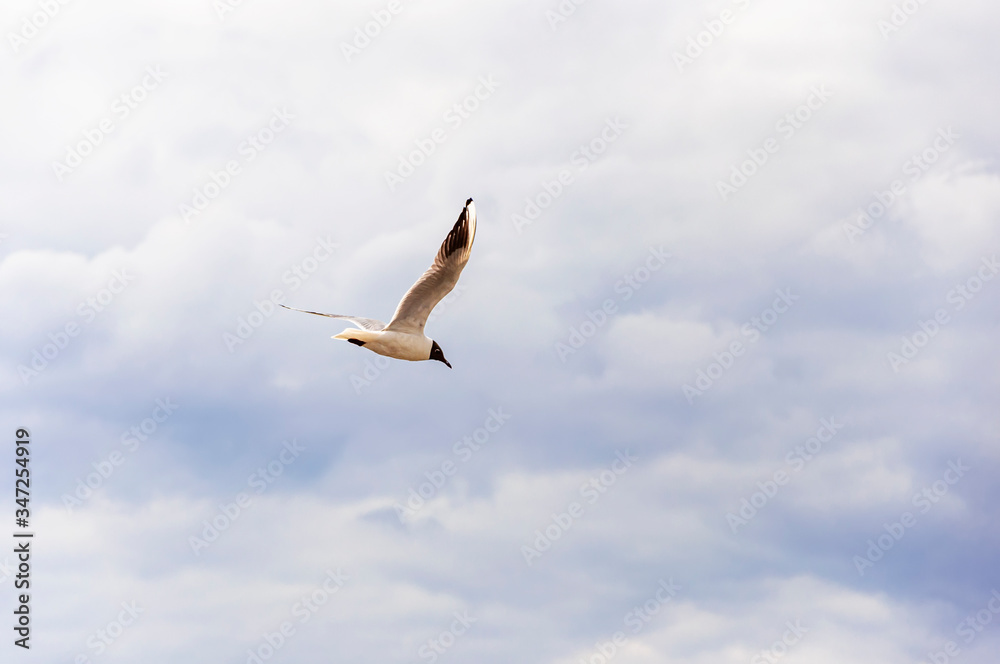 Lake Gull (LARUS RIDIBUNDUS) fly in storm  blue sky