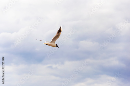 Lake Gull  LARUS RIDIBUNDUS  fly in storm  blue sky