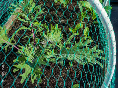 Red Russian Kale plant and other  brassica vegetables protected with netting. Pesticide-free protection from Cabbage White Butterfly: laying eggs on leaves. Caterpillar eating plant. photo