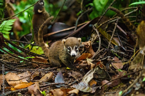 Quadro em tela Baby Ring-Tailed Coati (Nasua nasua rufa) looking at camera with innocent expres