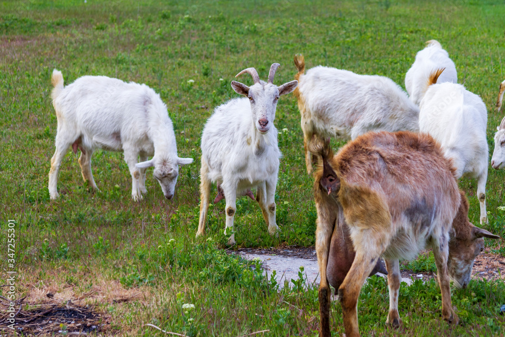 Fototapeta premium A herd of goats walk in the fresh air on a summer day