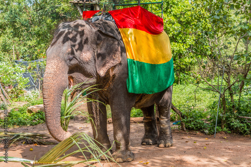 Sigiriya - Asian Elephant  photo