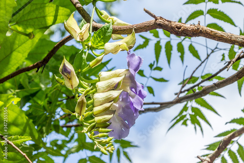 Fleurs mauves - Sigiriya photo