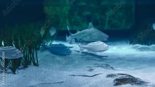 Obraz Rybki a za nimi rekin