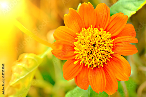 very beautiful bright orange flower in macro  Summer autumn blossoming   Gerbera Daisy.