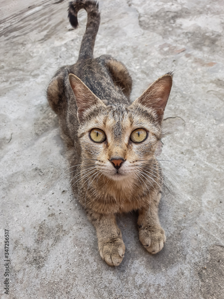 brown and black street cat posing at camera brown and black street cat posing at camera