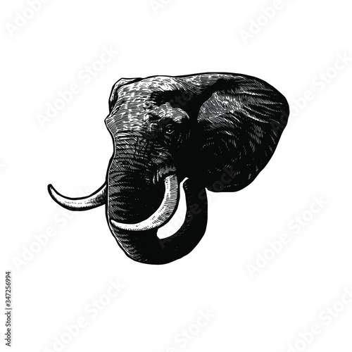 Elephant head drawing vector