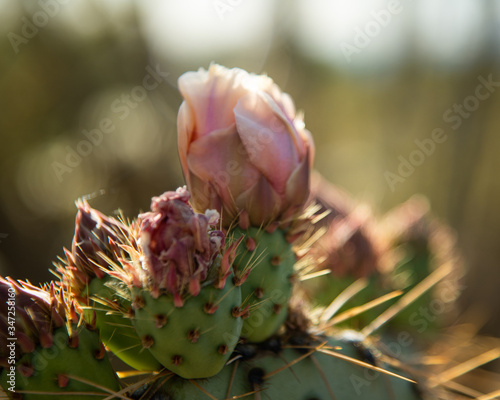A cactus in the Desert blooming.