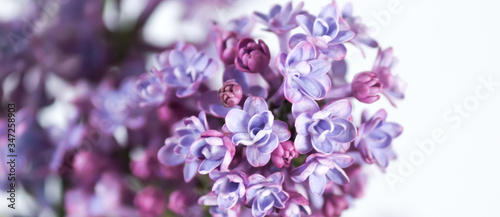 Tender lilac on a spring sunny day.