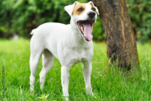 Parson Russell Terrier yawns in a park