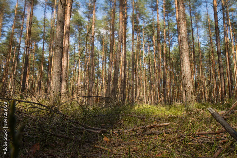 Pine tree in a forest, long exposure making the movement of the top of the trees visible Pine tree in a forest, long exposure making the movement of the top of the trees visible