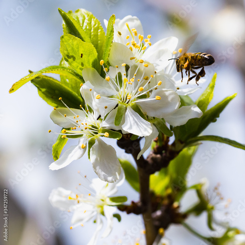 Plum blossom and honeybee macro, bee on a flower
