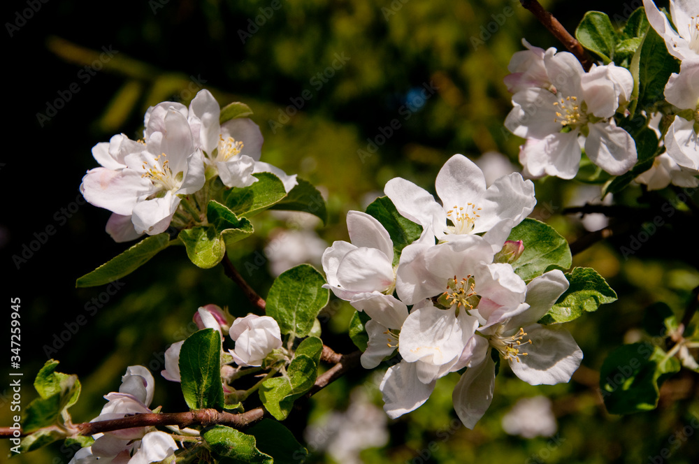 Kwiat jabłoni - obrazy, fototapety, plakaty 
