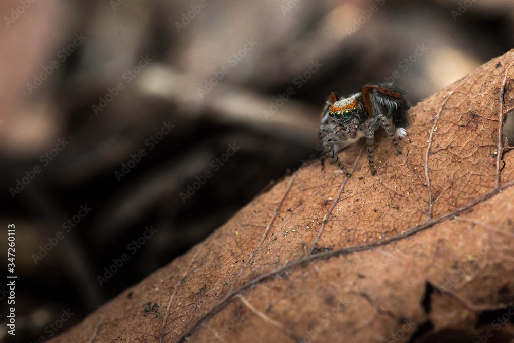 Saitis barbipes mâle