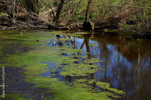 dirty abandoned pond with a tin on the water in early spring in sunny weather