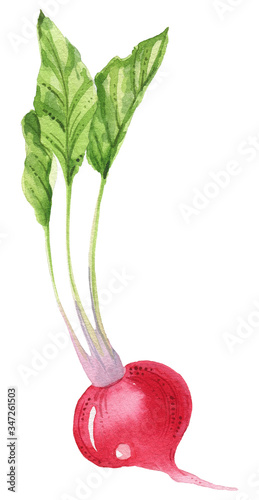 Watercolor vegetables. Eggplant, tomato, pepper, avocado, carrot. Eco food, Healthy food. Vegan dishes. Hand painted illustration. Isolated. Printable. Best for kitchen decor, cafe design, menu.