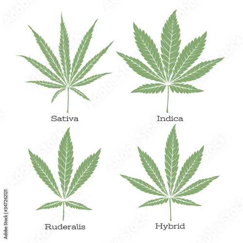 4 grades of cannabis leaf set sativa, indica, hybrid, ruderalis. Clip art, set of elements for design. Vector illustration isolated on white background..