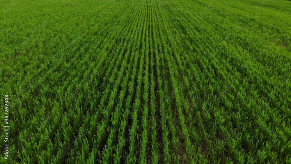 Green wheat field Green wheat field