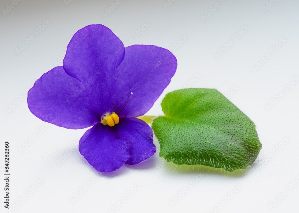 Obraz premium blue violet on a white background