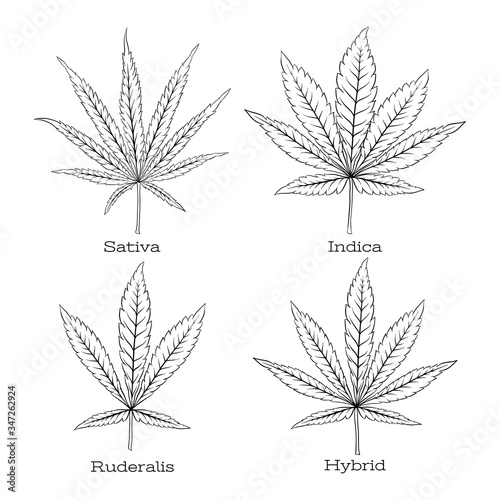 4 grades of cannabis leaf set sativa, indica, hybrid, ruderalis. Clip art, set of elements for design. Vector illustration isolated on white background..